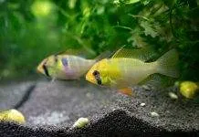 La maintenance des cichlidés Apistogramma La maintenance des poisson Apistogramma