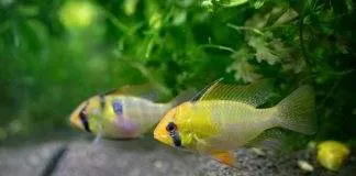 La maintenance des poisson Apistogramma