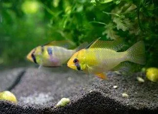 La maintenance des poisson Apistogramma