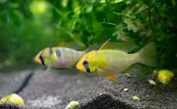 La maintenance des cichlidés Apistogramma La maintenance des poisson Apistogramma