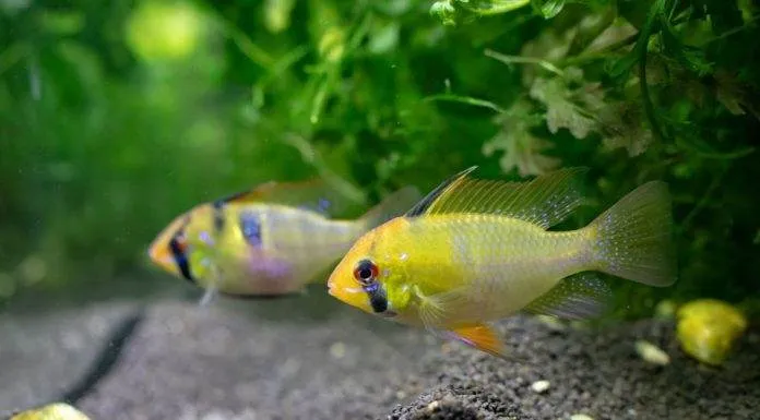 La maintenance des poisson Apistogramma