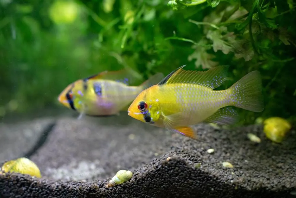 La maintenance des poisson Apistogramma