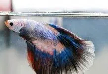 La maintenance d’un betta ou Combattant La maintenance d'un betta splendens