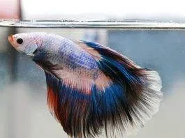 La maintenance d'un betta splendens