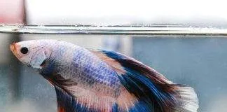 La maintenance d'un betta splendens