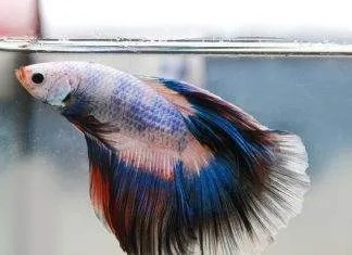 La maintenance d'un betta splendens