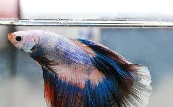 La maintenance d'un betta splendens