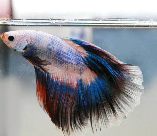 La maintenance d'un betta splendens