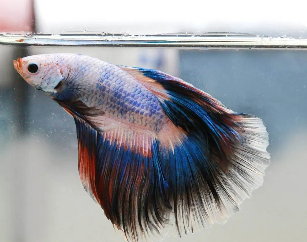 La maintenance d'un betta splendens