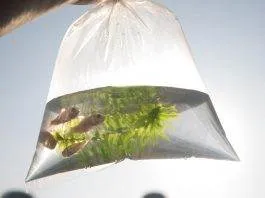 Le transport des poissons vivants