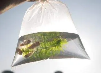 Le transport des poissons vivants