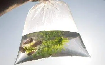 Le transport des poissons vivants Le transport des poissons vivants