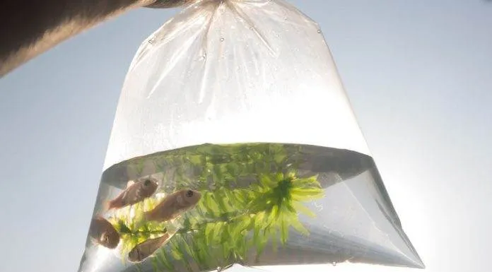 Le transport des poissons vivants