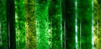 Les différentes algues d'aquarium