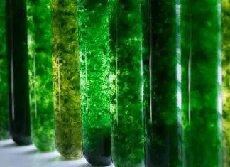 Les différentes algues d'aquarium