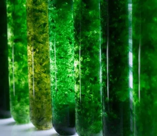 Les différentes algues d'aquarium