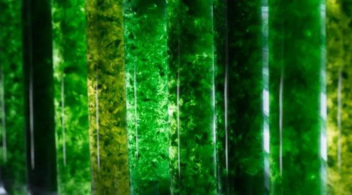 Les différentes algues d'aquarium