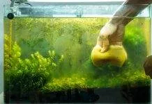 Les différentes méthodes de lutte contre le verdissement de l’eau Les différentes méthodes de lutte contre le verdissement de l'eau