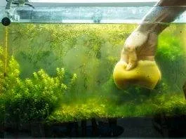 Les différentes méthodes de lutte contre le verdissement de l'eau