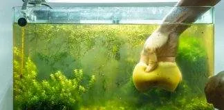 Les différentes méthodes de lutte contre le verdissement de l'eau