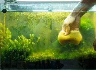 Les différentes méthodes de lutte contre le verdissement de l'eau