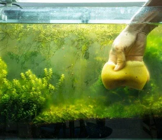 Les différentes méthodes de lutte contre le verdissement de l'eau