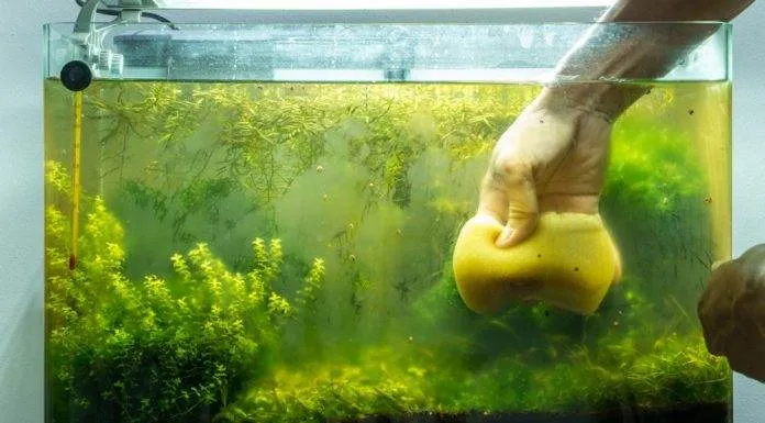 Les différentes méthodes de lutte contre le verdissement de l'eau