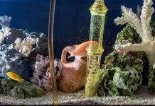 Préparer son aquarium pour les vacances Préparer son aquarium pour les vacances