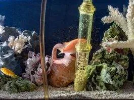 Préparer son aquarium pour les vacances