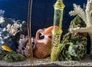 Préparer son aquarium pour les vacances