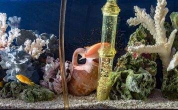 Préparer son aquarium pour les vacances Préparer son aquarium pour les vacances