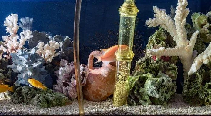 Préparer son aquarium pour les vacances Préparer son aquarium pour les vacances