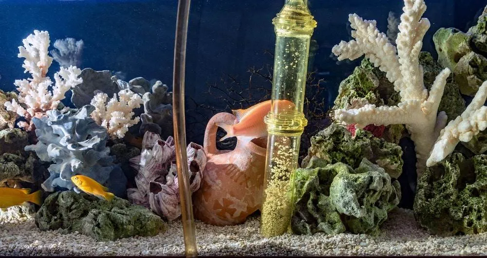 Préparer son aquarium pour les vacances