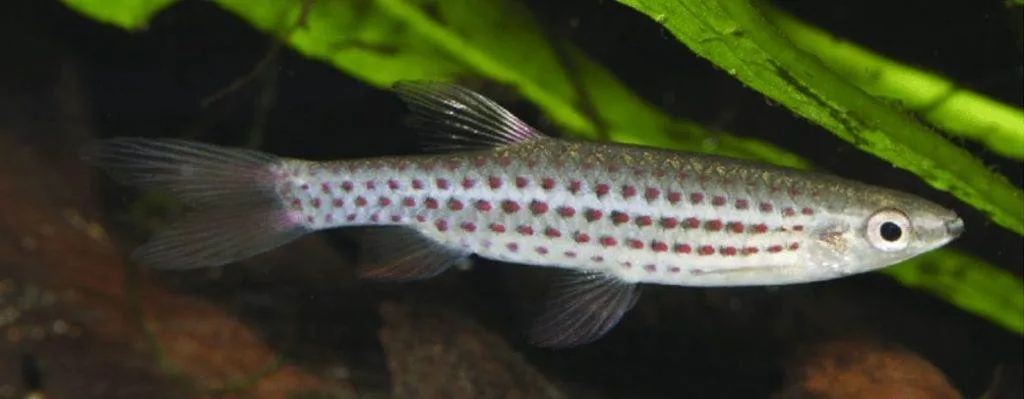 Pyrrhulina nattereri