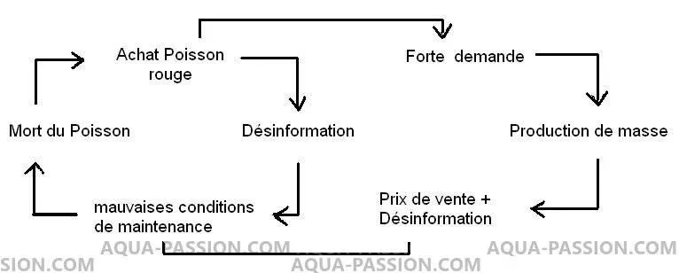 Quelles sont les conditions minimales pour maintenir un poisson rouge
