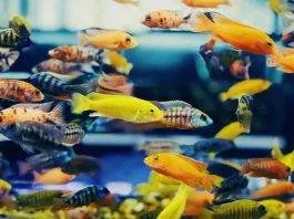 Quels poissons dans quel litrage