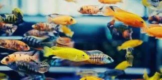 Quels poissons dans quel litrage