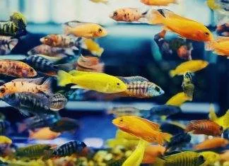 Quels poissons dans quel litrage