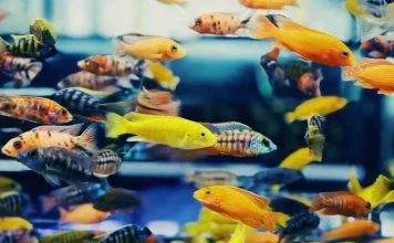 Quels poissons dans quel litrage ? Quels poissons dans quel litrage