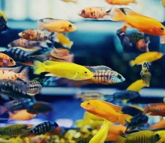 Quels poissons dans quel litrage