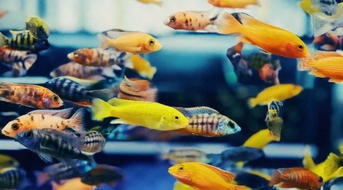 Quels poissons dans quel litrage ? Quels poissons dans quel litrage