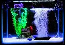 bulleur aquarium a quoi ça sert ? aquarium bulleur la nuit