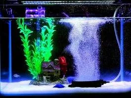 aquarium bulleur la nuit