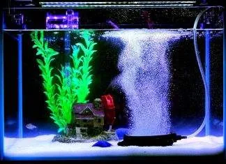 aquarium bulleur la nuit
