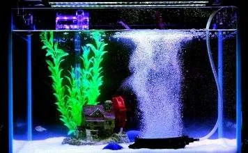 bulleur aquarium a quoi ça sert ? aquarium bulleur la nuit