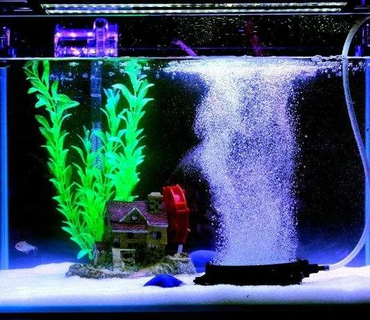 aquarium bulleur la nuit