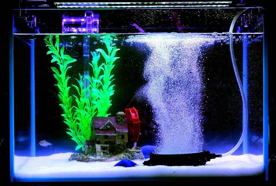 aquarium bulleur la nuit