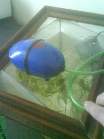 bulleur aquarium a quoi ça sert