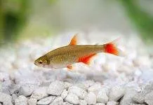 Fiche du poisson Aphyocharax anisitsi characidé à nageoires rouges