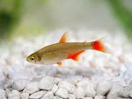 characidé à nageoires rouges